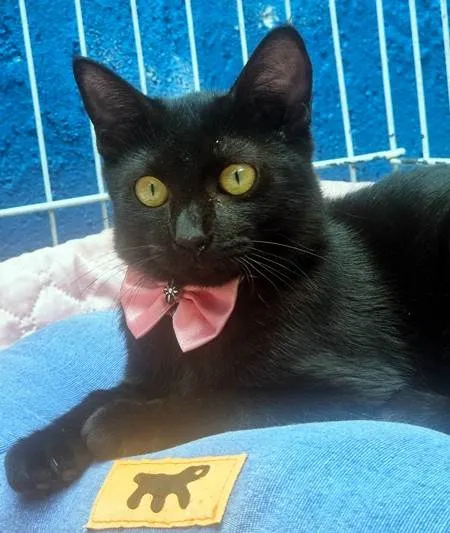 Gato ra a SRD-ViraLata idade 2 a 6 meses nome FILIPA BLACK