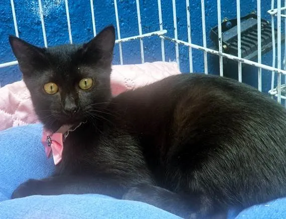Gato ra a SRD-ViraLata idade 2 a 6 meses nome FILIPA BLACK