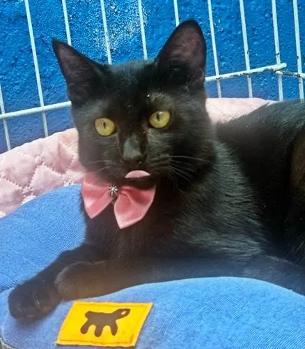 Gato ra a SRD-ViraLata idade 2 a 6 meses nome FILIPA BLACK