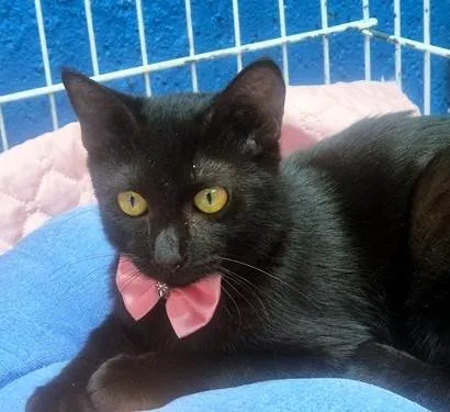 Gato ra a SRD-ViraLata idade 2 a 6 meses nome FILIPA BLACK