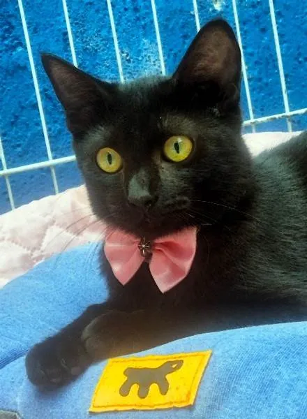 Gato ra a SRD-ViraLata idade 2 a 6 meses nome FILIPA BLACK