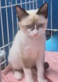 PEDROCA MIX