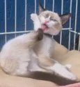 PEDROCA MIX