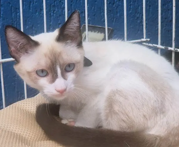 Gato ra a SRD-ViraLata idade 2 a 6 meses nome PEDROCA MIX