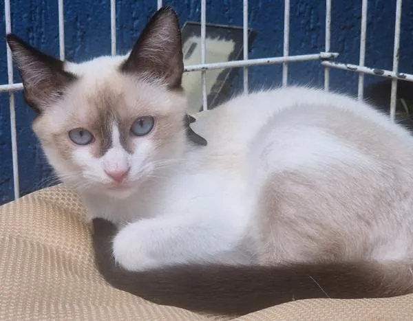 Gato ra a SRD-ViraLata idade 2 a 6 meses nome PEDROCA MIX