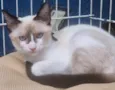 PEDROCA MIX