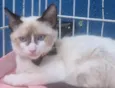 PEDROCA MIX