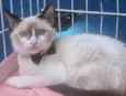 PEDROCA MIX
