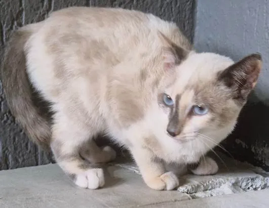 Gato ra a SRD-ViraLata idade 2 a 6 meses nome FABRÍCIA MIX