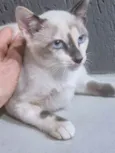 FABRÍCIA MIX