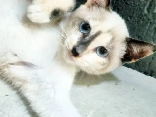 Gato ra a SRD-ViraLata idade 2 a 6 meses nome FABRÍCIA MIX