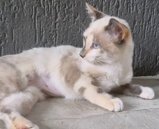 Gato ra a SRD-ViraLata idade 2 a 6 meses nome FABRÍCIA MIX