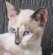Gato ra a SRD-ViraLata idade 2 a 6 meses nome FABRÍCIA MIX