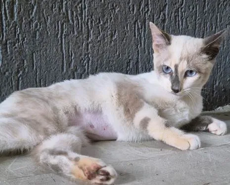 Gato ra a SRD-ViraLata idade 2 a 6 meses nome FABRÍCIA MIX