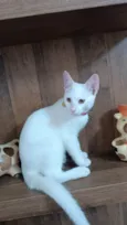 Floquinho