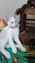 Floquinho