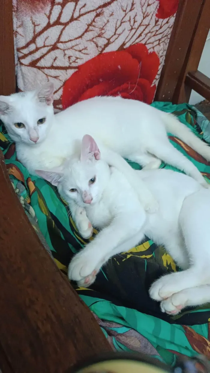 Gato ra a SRD-ViraLata idade 2 a 6 meses nome Floquinho
