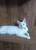 Floquinho