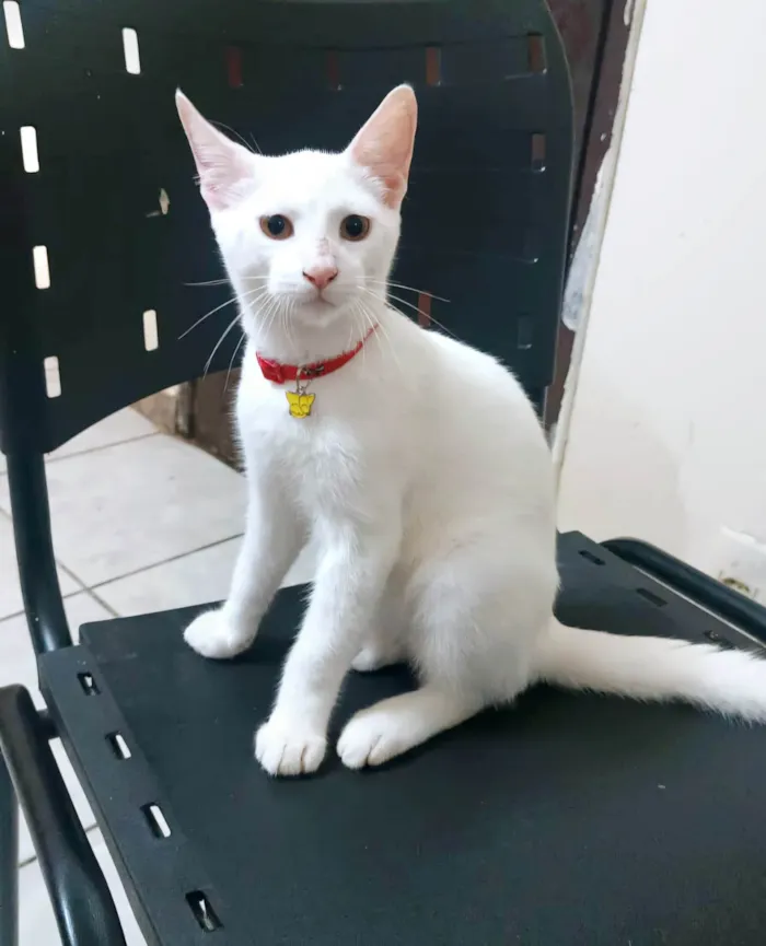 Gato ra a SRD-ViraLata idade 2 a 6 meses nome Floquinho