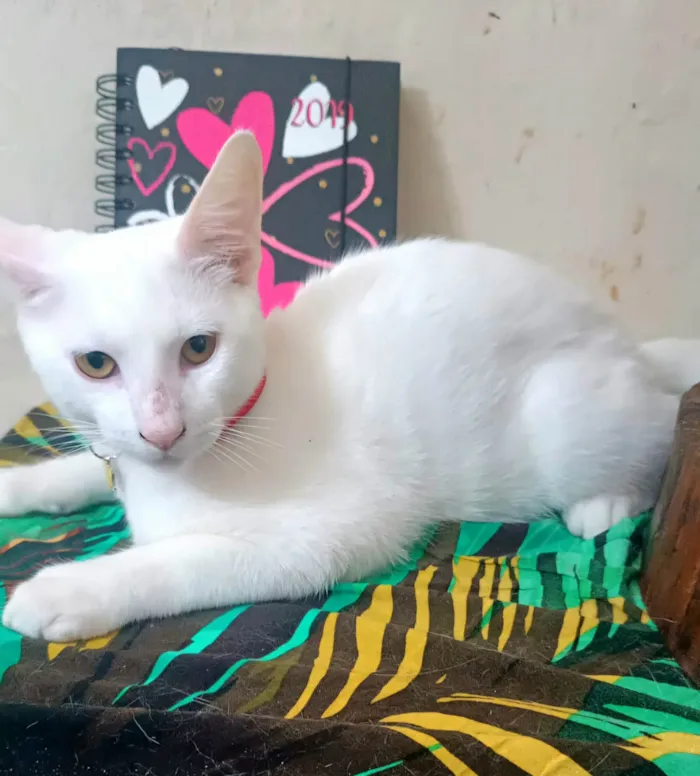 Gato ra a SRD-ViraLata idade 2 a 6 meses nome Floquinho