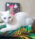 Floquinho