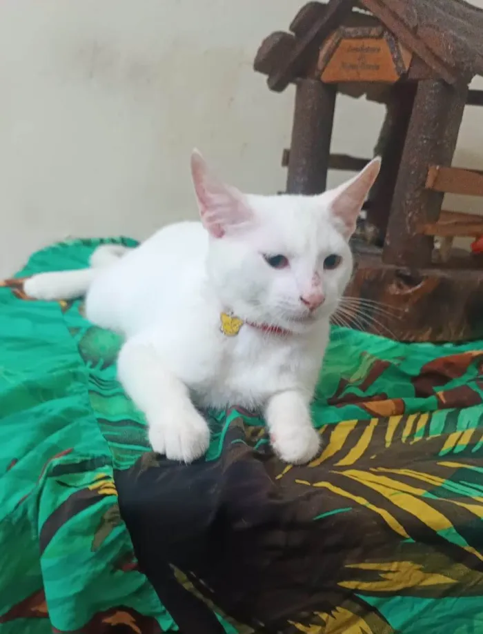 Gato ra a SRD-ViraLata idade 2 a 6 meses nome Floquinho
