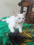 Floquinho