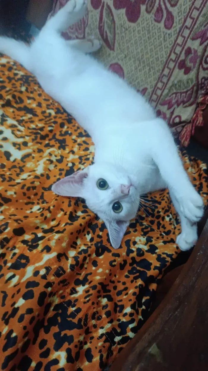 Gato ra a SRD-ViraLata idade 2 a 6 meses nome Nick 