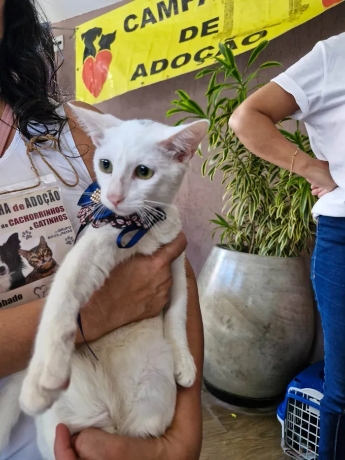 Gato ra a SRD-ViraLata idade 2 a 6 meses nome Nick 
