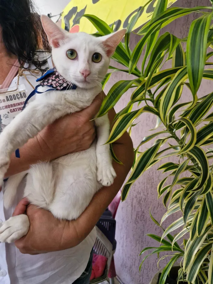 Gato ra a SRD-ViraLata idade 2 a 6 meses nome Nick 