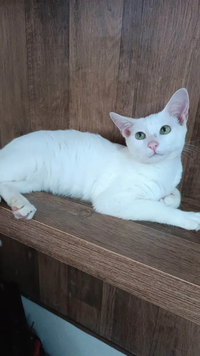 Gato ra a SRD-ViraLata idade 2 a 6 meses nome Nick 