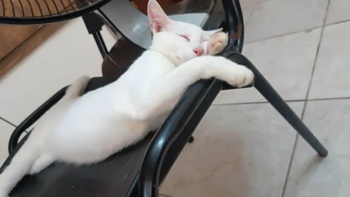 Gato ra a SRD-ViraLata idade 2 a 6 meses nome Nick 