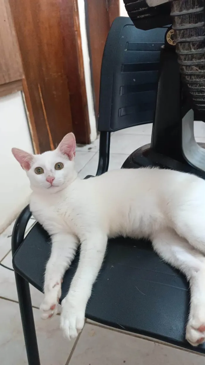 Gato ra a SRD-ViraLata idade 2 a 6 meses nome Nick 