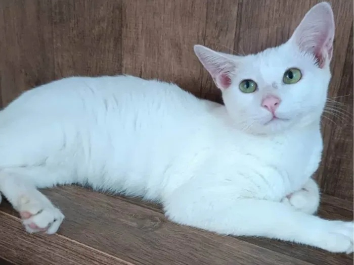 Gato ra a SRD-ViraLata idade 2 a 6 meses nome Nick 