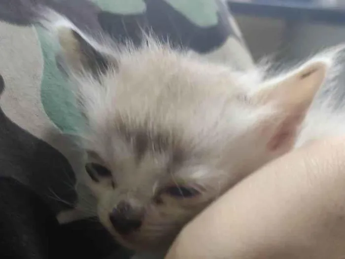Gato ra a SRD-ViraLata idade Abaixo de 2 meses nome Cappuccino 