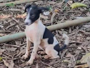 Cachorro raça SRD-ViraLata idade 2 a 6 meses nome Lilica