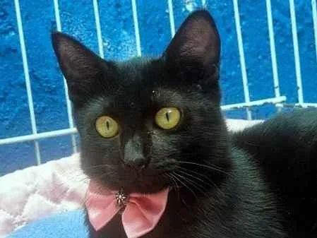 Gato ra a SRD-ViraLata idade 2 a 6 meses nome FILIPA BLACK