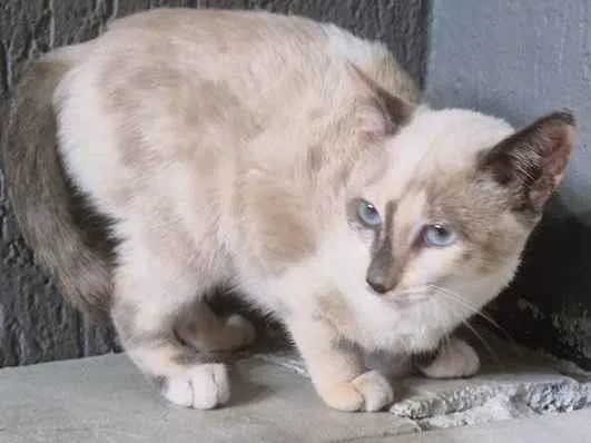 Gato ra a SRD-ViraLata idade 2 a 6 meses nome FABRÍCIA MIX