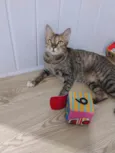Magali