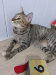 Magali