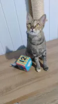Magali