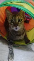 Magali
