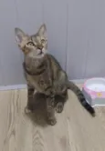 Magali