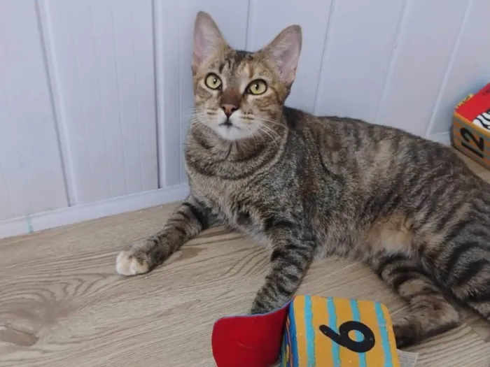 Gato ra a SRD-ViraLata idade 7 a 11 meses nome Magali
