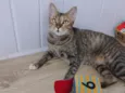 Magali