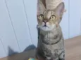 Magali