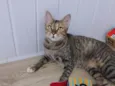 Magali