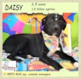 Daisy