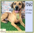 Pingo