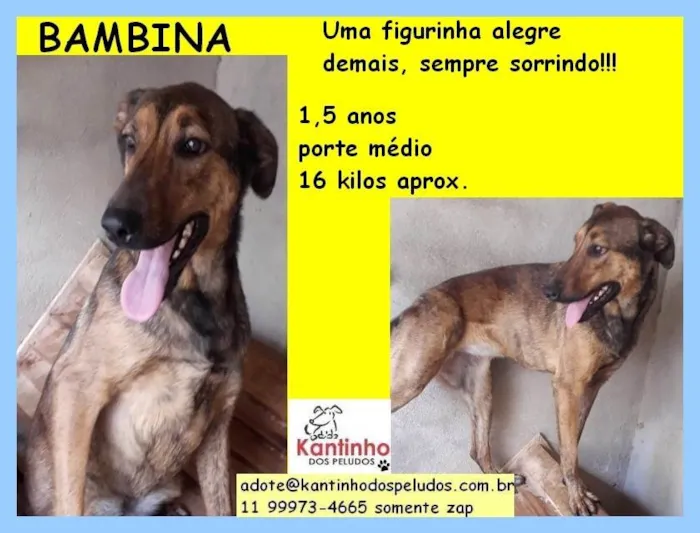 Cachorro ra a SRD-ViraLata idade 1 ano nome Pintadinha
